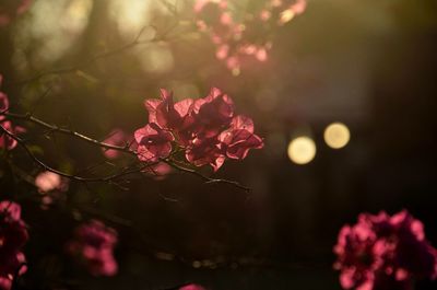 Close-up of pink flowers