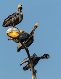 Low angle view of multiple pelicans preening on top of a lightpole