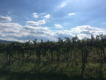 Trees growing on field against sky