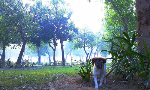Dog standing on tree trunk