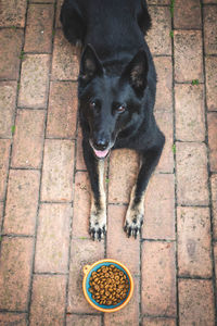 High angle portrait of dog standing on footpath