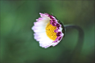 Close-up of purple flower