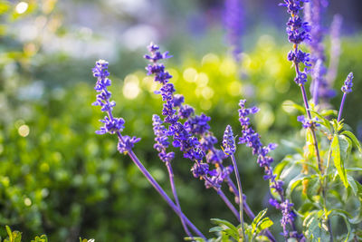 Close-up of purple flowers against blurred background