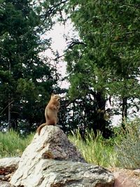 Cat on tree