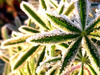 Close-up of frozen plant during winter