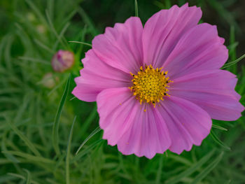 Close-up of pink flower blooming outdoors