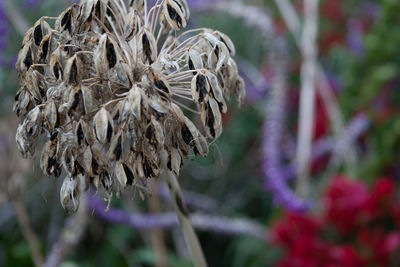 Close-up of plant against blurred background