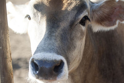 Close-up portrait of cow