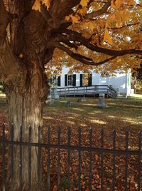 tree