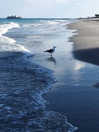 Birds perching on beach against sky