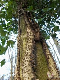 Low angle view of tree trunk against sky