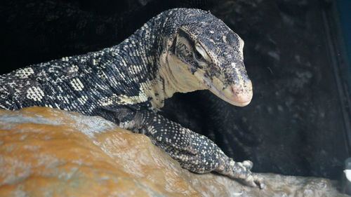 Close-up of lizard on rock