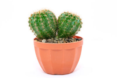 Close-up of potted cactus plant against white background