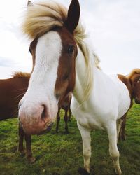 Horse standing in ranch