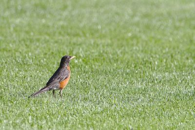 Close-up of bird perching on field