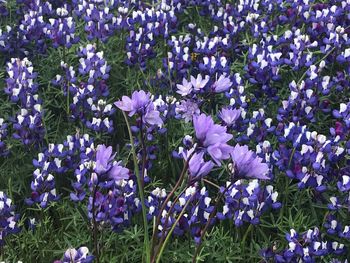 High angle view of purple flowering plants on field