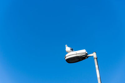Low angle view of seagull perching on street light against blue sky