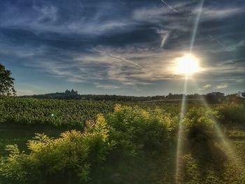 Scenic view of field against bright sun