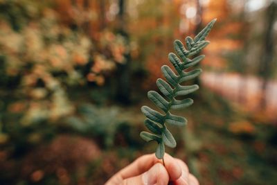 Close-up of hand holding leaves