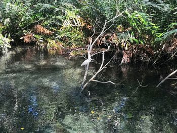 Scenic view of lake in forest