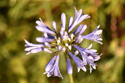 Close-up of purple flower