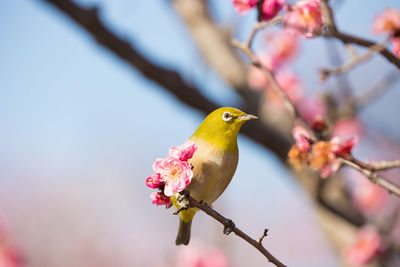 Close-up of bird perching on branch