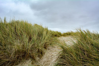 Plants growing on land against sky