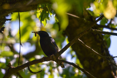 Low angle view of bird perching on tree against sky