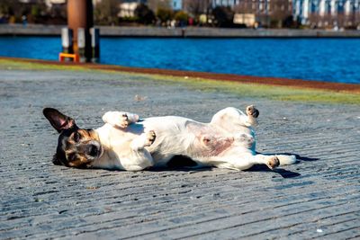 Low section of dog sitting on floor