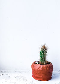 Potted plant on snow covered land