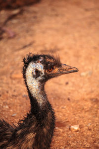 Close-up of a bird looking away