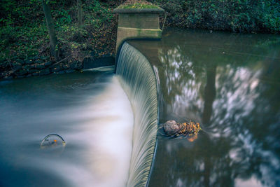 Close-up of turtle swimming in water