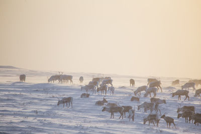 A beautiful evening landscape of a reindeer herd resting in the norwegian hills..