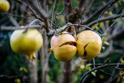 Close-up of apple on tree