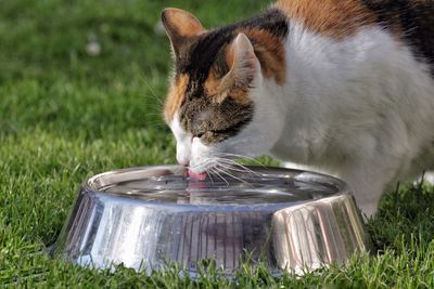 Cat drinking water from metallic bowl in back yard