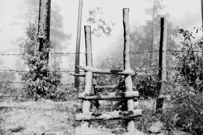 Close-up of snow covered tree