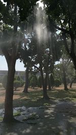 Trees on landscape