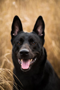 Close-up portrait of a dog