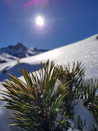 Close-up of plants against sky during winter