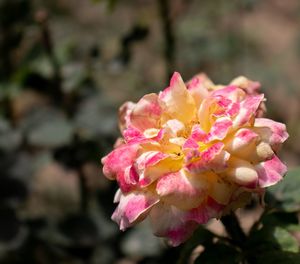 Close-up of pink rose flower