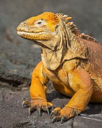 Close-up of a lizard