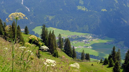 Panoramic view of trees on field against mountains