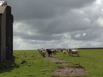 Cows grazing on field against sky