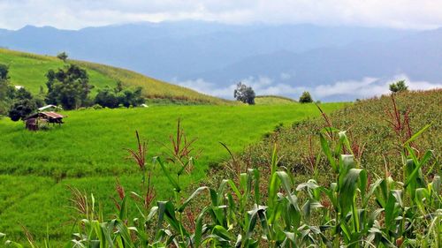 Scenic view of agricultural field against sky