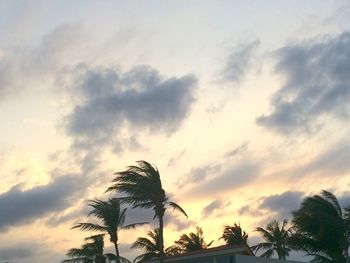 Low angle view of palm tree against sky