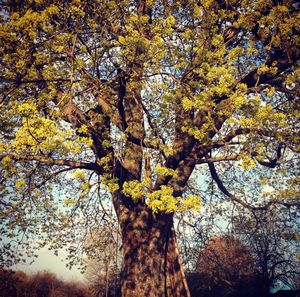 Low angle view of trees