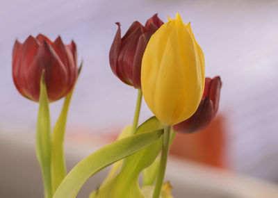Yellow and red tulip in front of a blurred background