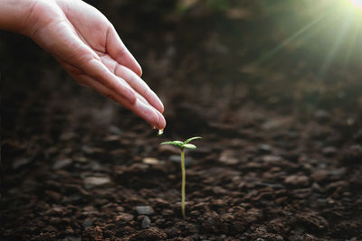 Close-up of hand holding plant