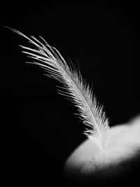 Close-up of feather against black background