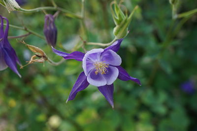 Close-up of purple flowers blooming outdoors